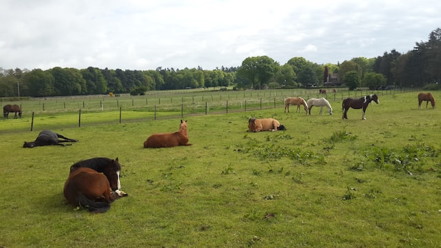 Waar vind je de mooiste dieren zoals vogels vrij in de natuur